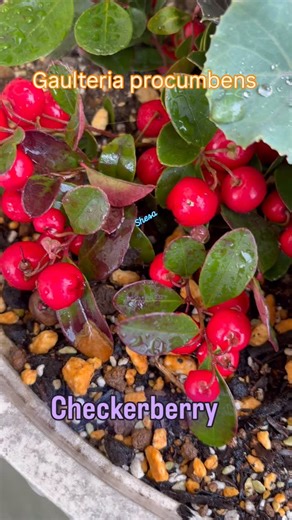 SheSa on Instagram: "Gaultheria procumbens L. “ Fruits” Family: Ericaceae Common names: Checkerberry, Teaberry, American wintergreen, Eastern teaberry, Boxberry, and more. The fruits are round, bright red berries which are actually dry capsules surrounded by fleshy calyx, about 6-9 mm. in diameter. It is identified by a 5-pointed star on the underside. They ripen in late autumn and can persist on the plant throughout the winter until the following spring. They often remain on the plant unless ea