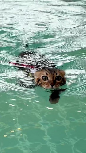Bengal Cats Swimming Adventure