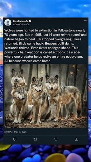 Wolves Disappeared from Yellowstone for 70 Years#wolves #yellowstone