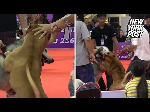 Pit bull viciously attacks another dog at pet show | New York Post