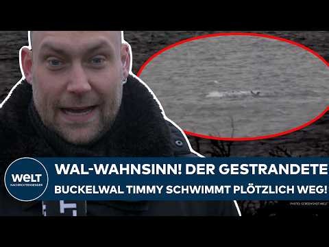 POEL ISLAND: Whale madness! Stranded humpback whale Timmy suddenly swims away!