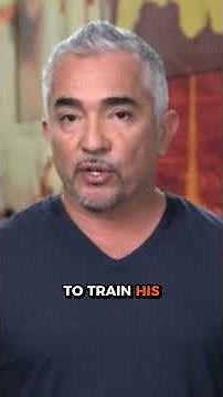 How K9 Dogs Are Trained to Bite With Control