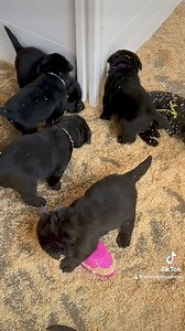 It’s a zippity doo dah day!!! 🎉 | Fairfax Pines Labrador Retrievers