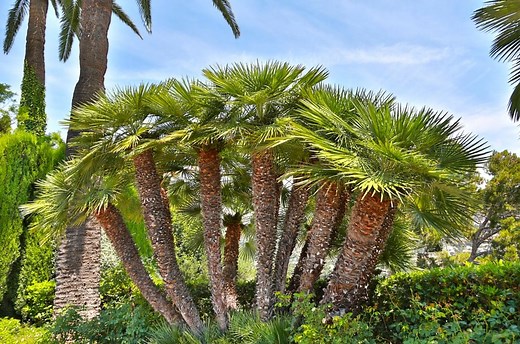 Mediterranean Fan Palm Care & Growing Guide