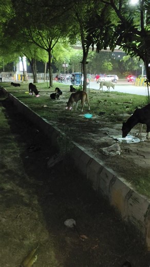 The crowd🐕I like to mingle up with🙌😍💞😇🧿#stray #straydogs #straydoglove #dogfamily #dogshorts #love