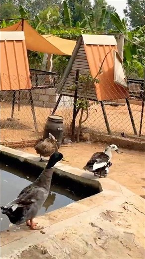 Different Varieties of Ducks 🦆 | Cute & Friendly Moment #nature #duck #love