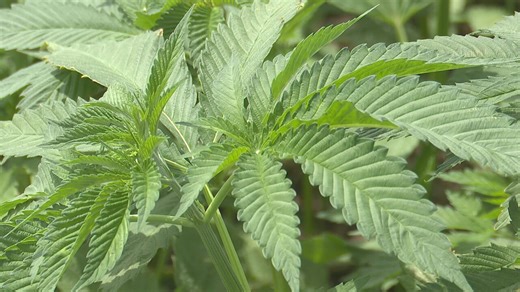 SD hemp farmers react to tight restriction on THC in hemp-based products