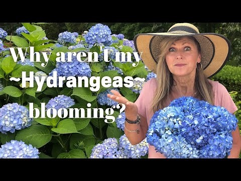 Hydrangeas care tips | Why Aren't My Hydrangeas Blooming? | Hydrangea