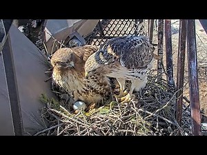 Arthur Meets Egg #1 During Prey Delivery At Cornell Hawks Nest – March 27, 2025