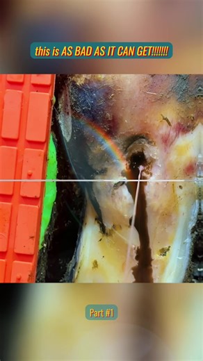 Hoof Trimming Techniques for Sore Cows