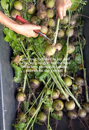 if your radishes aren’t storing well it may be because the greens are stealing all the moisture! try cutting the tops off before storing and eating the greens for a nutritious bonus :) #farmlife #organicfarming #eatlocal #clearwaterflorida #radish #watermelonradish #organicproduce #vegetables #storingfood #eatyourgreens
