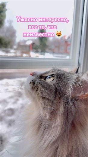 На что смотрит Кайса? #kajsa #cat #кайса #котик #кот #cute #котики #кошка #kitty