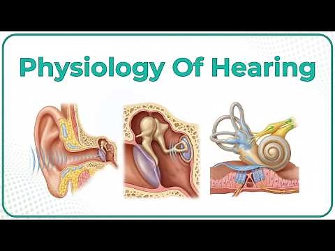 Physiology Of Hearing Animation👂Understanding the Sound Journey 🎶
