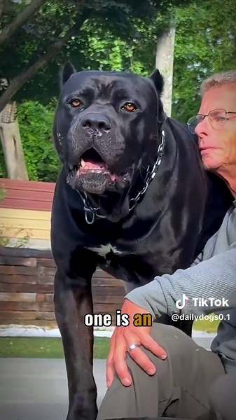 Cane Corso vs. Mountain Lion: Could Size Beat Speed? #CaneCorso #MountainLion #WorkingDogs #USADogOwners #unitedstates