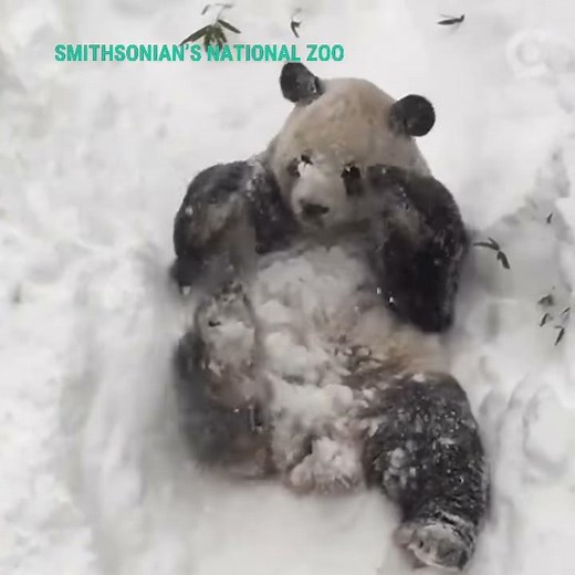 Happy National Panda Day! Here's a video of a panda rolling around in the snow!