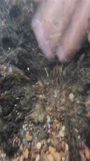 Discovering Gold in Riverbeds: Hidden Treasures Unveiled