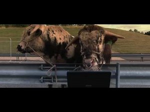 Talking Animals. Bulls actually understand English, the funniest animal commercial ever