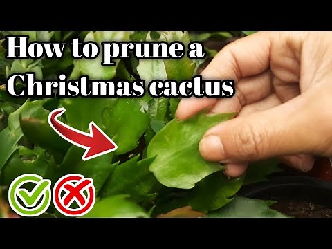 How to prune a Christmas cactus, Thanksgiving and easter cactus 😊👍