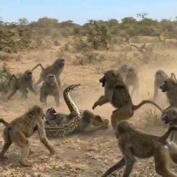 Baboon Troop vs. Giant Python | Heartbreaking Failed Rescue Attempt 🐒🐍