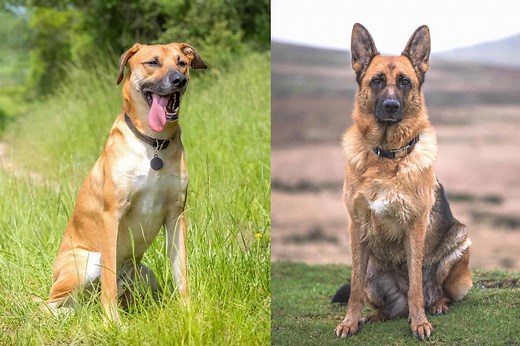 Black Mouth Cur German Shepherd Mix: Info, Pictures, Facts, FAQs & More