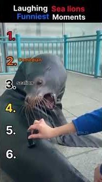 Laughing sea lions funniest moments