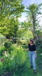 Some fun things in our garden 🌱💚 I finished my shell wall this year. A neighbour built our shed and duck house a few years ago. We had a duck video go viral and earn us some funds so we treated them to the new house. The agaves were here when we moved in, but their greenhouse has changed a bit, especially after some of the large agaves flowered and died and freed up a bit of space. I’ve got a peach tree in there now which grows the most beautiful fruits, and planning on topping the ground up w