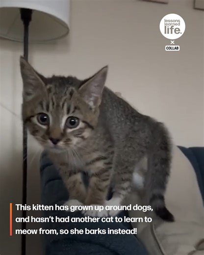 328K views · 5.5K reactions | My kitten doesn't know how to meow, only bark | Lessons Learned In Life | Facebook