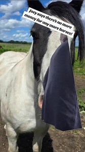 I'm unsure what Joey means by this.... #Meme #MemeCut #CapCut #spoiltmyday #🐴🐴🐴 #viral #fyp #animals #morehorses #farming #joey | Chantal Persephone Fitton-Adams