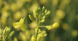 Alberta Canola Field During Early Summer, Canola Flowers Alberta Agriculture Farmland