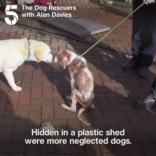 The team thought they were rescuing just one dog, but the situation turned out to be much more dire, with more dogs to save. The Dog Rescuers with Alan Davies continues tonight at 7pm on Channel 5. | Channel 5