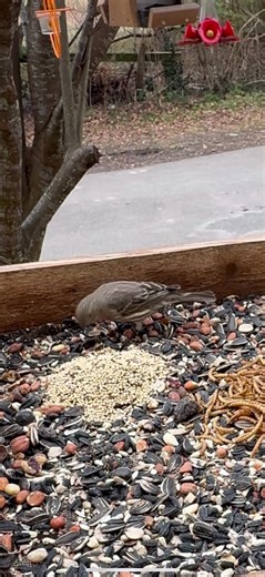 #backyardbirds #birdsofvirgina #drivewaybirdbox