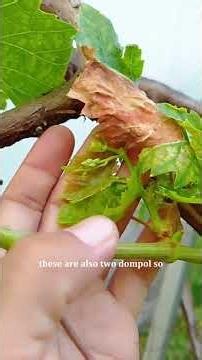 Grapevine pruning results: Livia variety