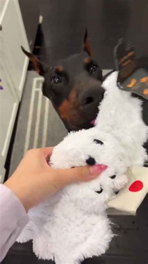 Harry Potter BarkBox toys my dogs actually love