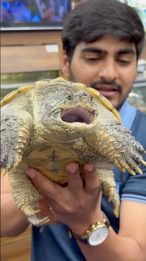 (I saw such a turtle for the first time 🐢) #turtle #tortoise #shorts