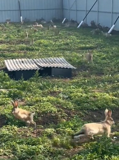 美しい犬とウサギを撮影しよう！