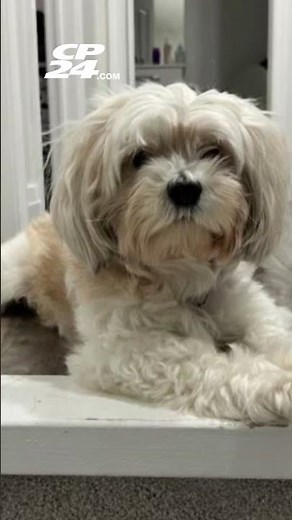 Bulldog mix euthanized after killing dog outside Toronto condo