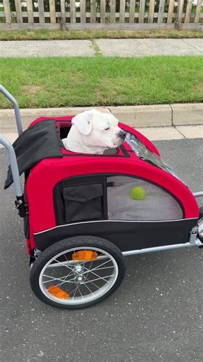 They see me rollin! 😎 If it means my senior doggo can go on adventures again then lemme tell ya WE BE ROLLIN! 🐶🤩 #tiggamac #wholesome #seniordog #cutedog