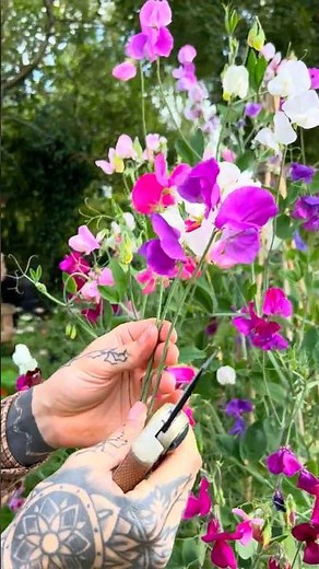 Sow Sweet Peas Now for Early Flowers in Spring! 😊💐 #gardeningtips #flowergarden #vegetablegarden