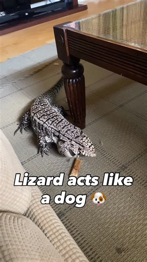 BLUE THE TEGU on Instagram: "Lizard acts like a dog 🐶 ❤️ . . . . . #tegu #tegusofinstagram #redtegu #tegulizard #tegus #bluetegu #blackandwhitetegu #argentinetegu #reptile #reptiles #reptilesofinstagram #lizard #lizardsofinstagram #lizards #reptilelover #reptilekeeper #reptilephotography #reptilephotos #exoticpets #terrarium #herpetology #herping #monitorlizard #dinosaur #petsofinstagram #petlizard #reptilelife #reptilebreeder #reptilelove #bluethetegu"