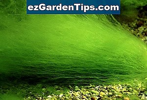 Wie man schwarze Algen aus einem Salzwasserpool entfernt 🌱 Tipps Gärtner - De.ezGardenTips.com