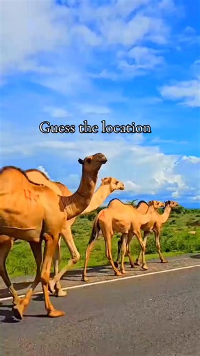 From Dust to Destination: A Real Adventure in Kenya