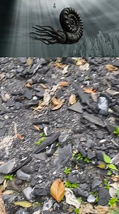 Amonitas? | Victor guarachas