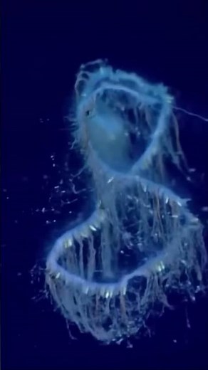 Monsters of the Deep: The Impossible Life