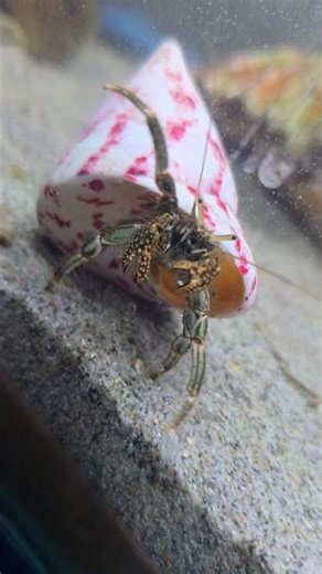 loves his new shell