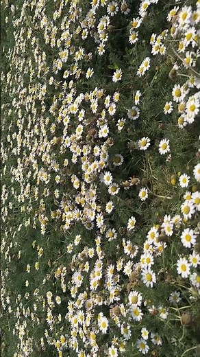 Discovering Anacyclus pyrethrum: The Toothache Plant #AnacyclusPyrethrum #HerbalMedicine