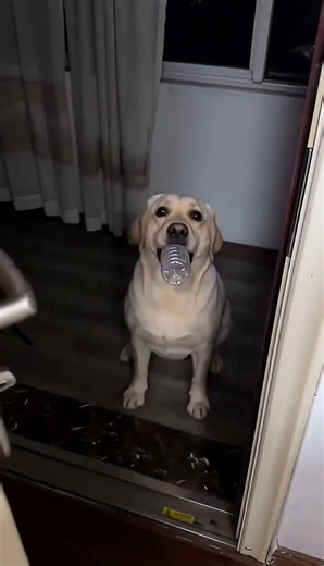 搞笑：超级赚钱狗狗Funny: Super Money-Making Dog #搞笑 #沙雕剧情 #funny #搞笑 #ai #hilarious #爆笑 #comedy #沙雕日常