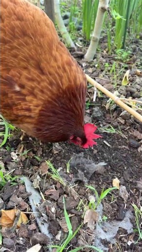 Chickens digging in yard #chicken