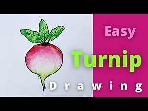 How to draw Turnip // How to draw and colour Turnip easily step by step for kids