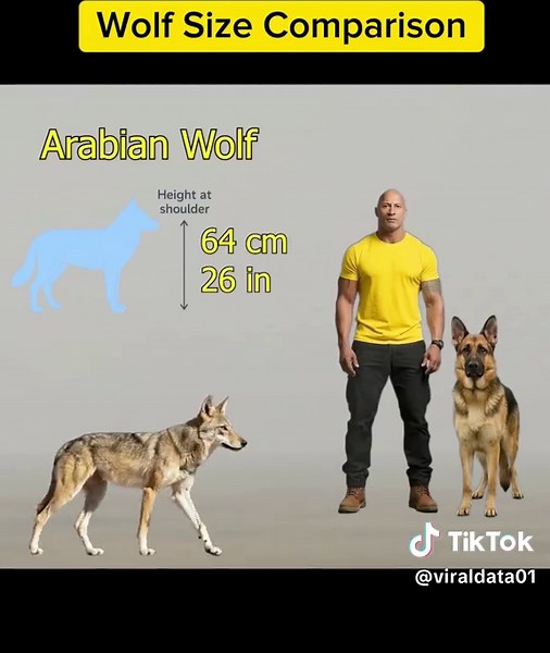 Wolf Size Comparison #wolf #animals #wolfdog #usa #data | wolf