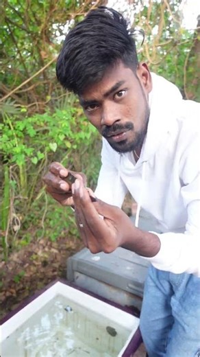 Monster Fish வாங்கிட்டோம் 🐉🐟 | Viral Fish Aquarium Entry #MonsterFish #ViralFish #SnakeheadFish